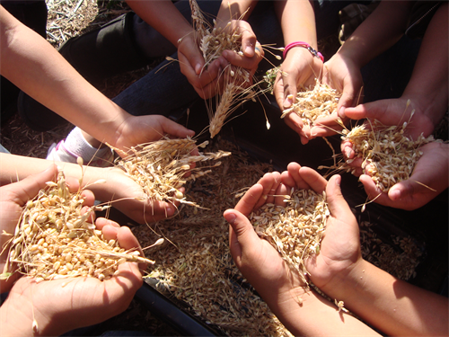 Students holding grains in their hands